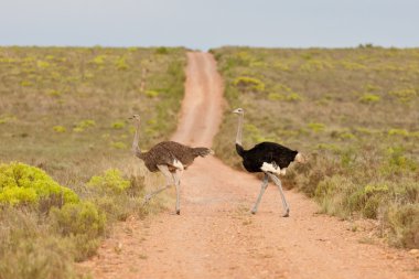 Couple of ostriches (struthio camelus) at the Bontebok National clipart