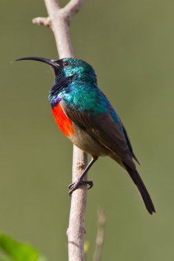Scarlet-chested sunbird (nectarinia senegalensis) at Wilderness clipart