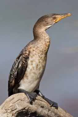 Cape karabatak (phalacrocorax capensis) vahşi Ulusal p