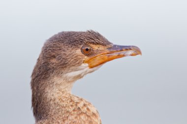 Cape karabatak (phalacrocorax capensis) vahşi Ulusal p