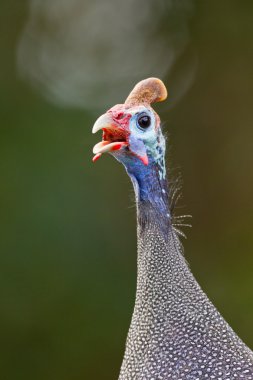 Helmeted guinea-fowl (numida meleagris) at Wilderness National P clipart