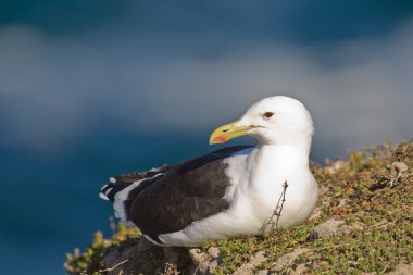 Cape gull (larus vetula) at Robberg Nature Reserve clipart