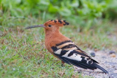 African hoopoe (upupa africana) at Addo Elephant Park clipart