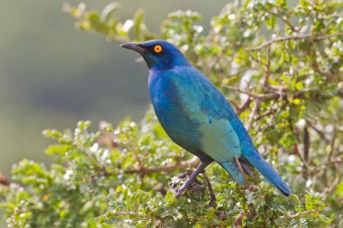 Cape glossy starling (lamprotornis nitens) at Addo Elephant Park clipart