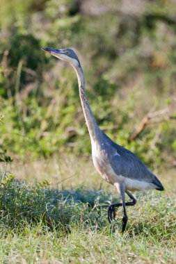 Black-headed heron (ardea melanocephala) at Addo Elephant Park clipart