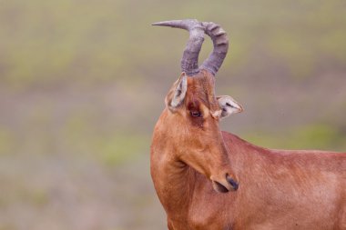 Addo Elephant Park, Haartebeest (alcelaphus buselaphus)