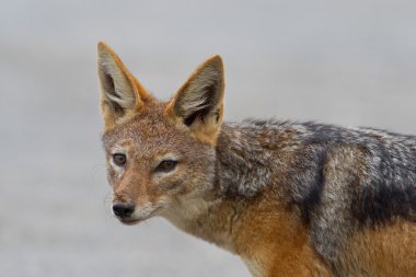 Addo Elephant Park, kara sırtlı çakal (canis mesomelas)