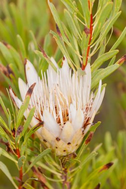 Protea çiçek bontebok Milli Parkı