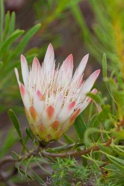 Protea çiçek bontebok Milli Parkı