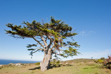 Wild tree at the Cape of Good Hope peninsula clipart