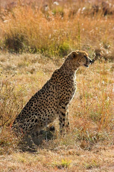 Porträt eines Geparden — Stockfoto