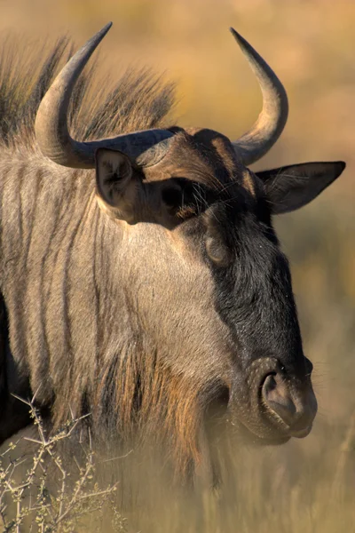 Portret GNU — Zdjęcie stockowe