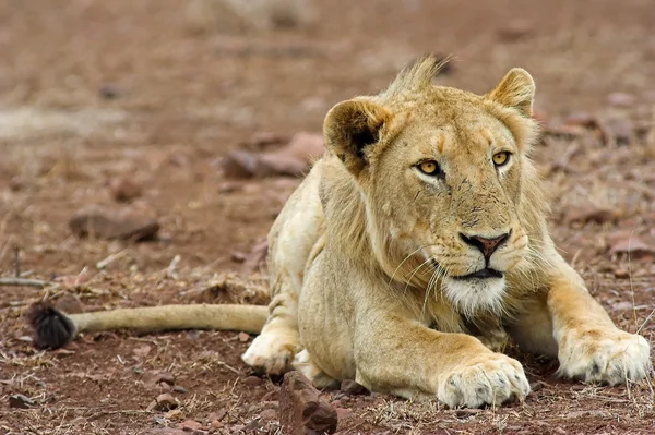 Portret van een leeuw — Stockfoto