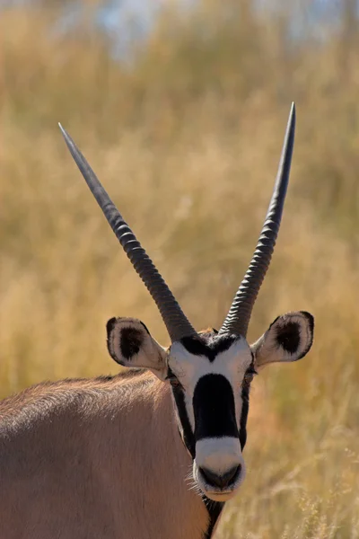 Retrato de un oryx —  Fotos de Stock