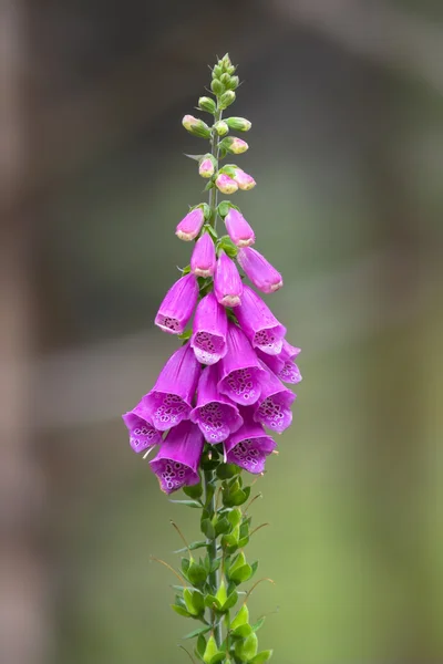 Detailní záběr květin Lilac — Stock fotografie