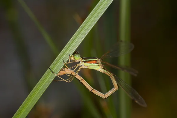 Primer plano de una libélula — Foto de Stock