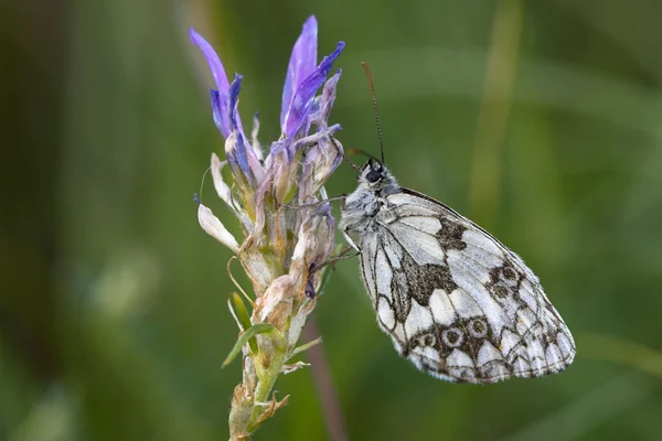 Nahaufnahme eines marmorierten weißen Schmetterlings — Stockfoto