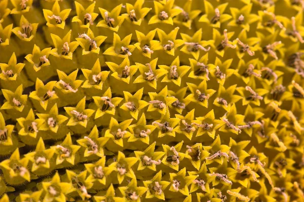 stock image Closeup of a sun flower