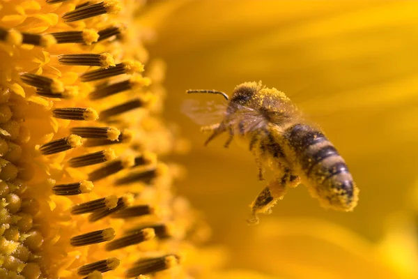 ミツバチのヒマワリのマクロ — ストック写真