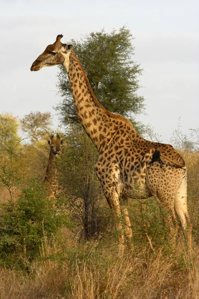 Egy zsiráf portréja — Stock Fotó