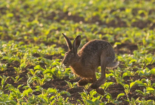 Running Hare — Stock Photo, Image
