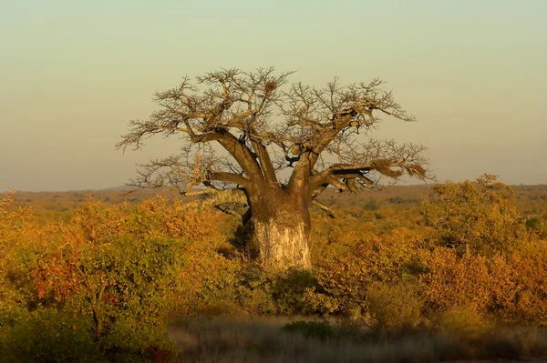 Дерево баобаба — стокове фото