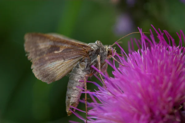 Closeup of a moth — Stock Photo, Image