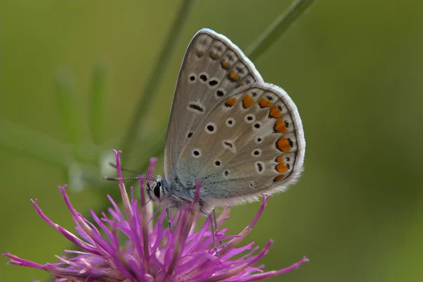 Closeup společné modrý motýl — Stock fotografie