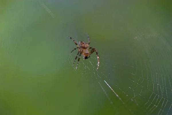 Närbild av en cross spindel — Stockfoto