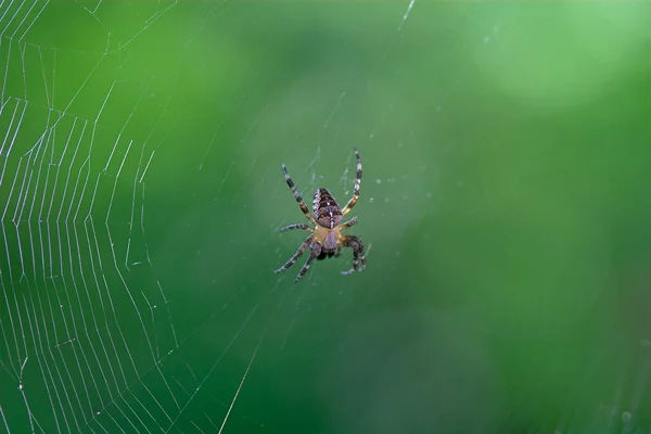 Araignée croisée — Photo