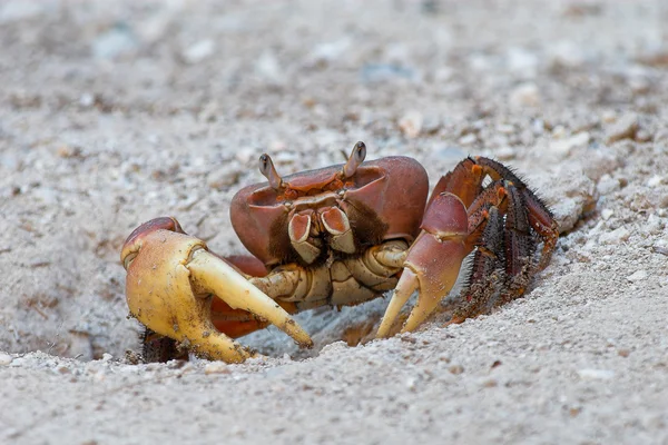 Krabben — Stockfoto