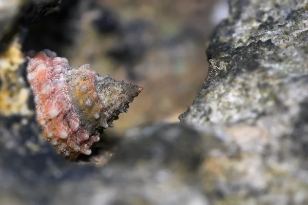 stock image Closeup of a snail