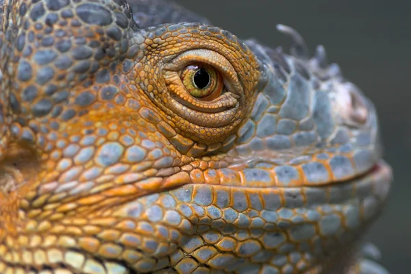 Portrait of a lizard — Stock Photo, Image