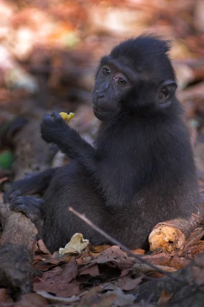 Macaco preto — Fotografia de Stock