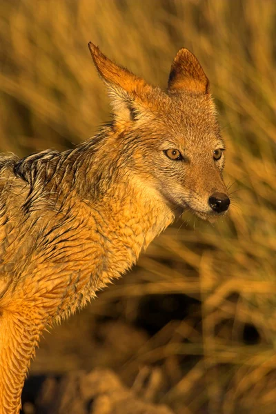 stock image Portrait of a jackal