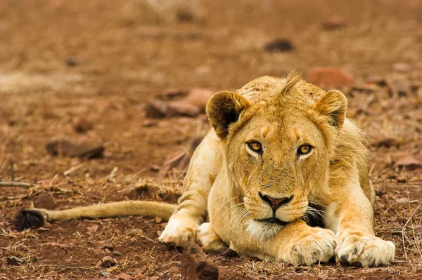 Портрет льва — стоковое фото
