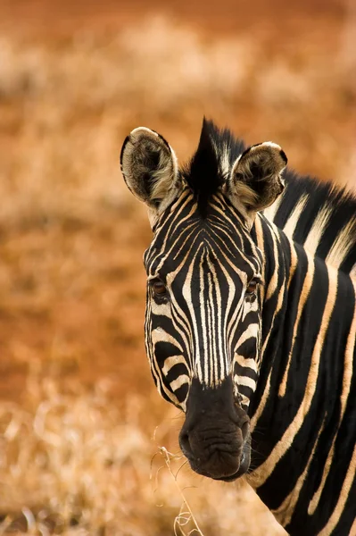 Портрет зебры — стоковое фото