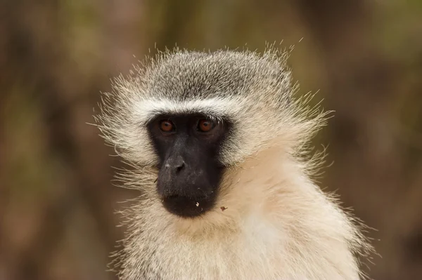 Portrait d'un singe vervet — Photo