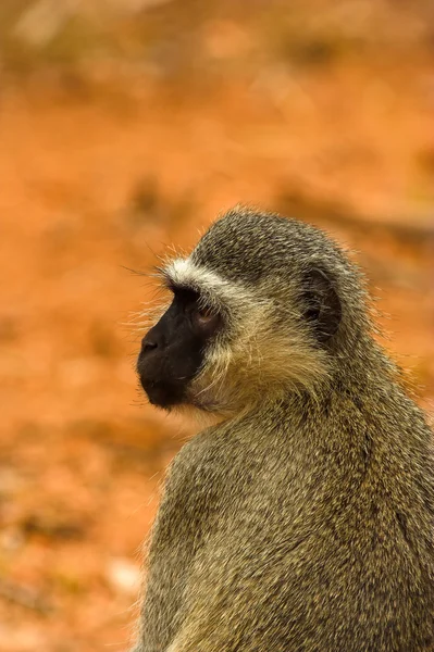 Portrait of a vervet monkey — Stock Photo, Image