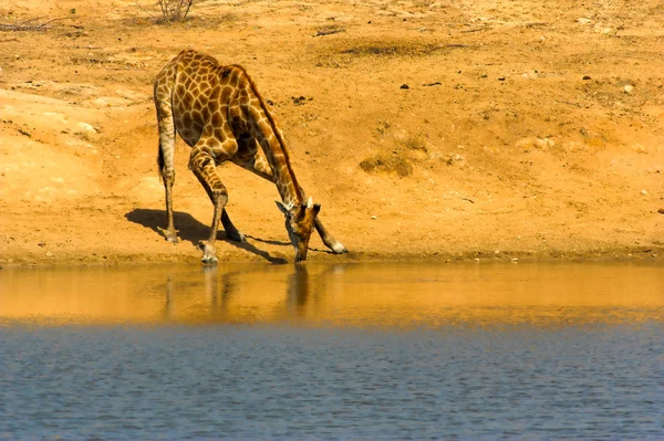 Bere giraffa — Foto Stock