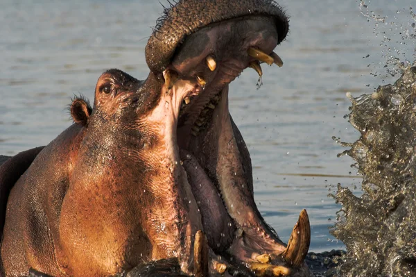 Retrato de um hipopótamo — Fotografia de Stock