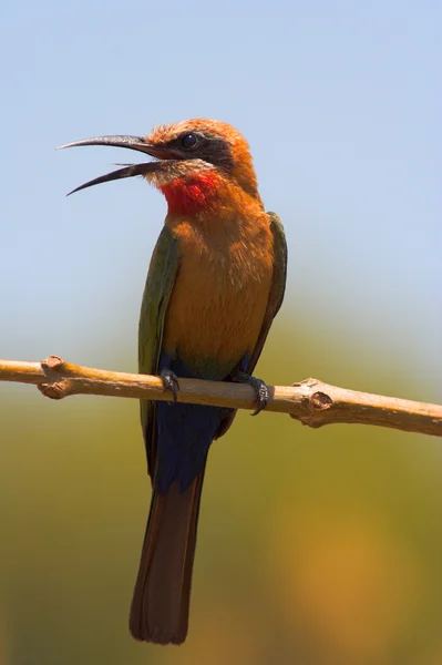Portrait of a bee-eater — Stock Photo, Image