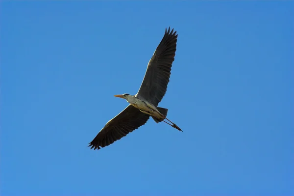 Grey heron — Stock Photo, Image