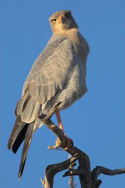 一只苍鹰的肖像 — 图库照片