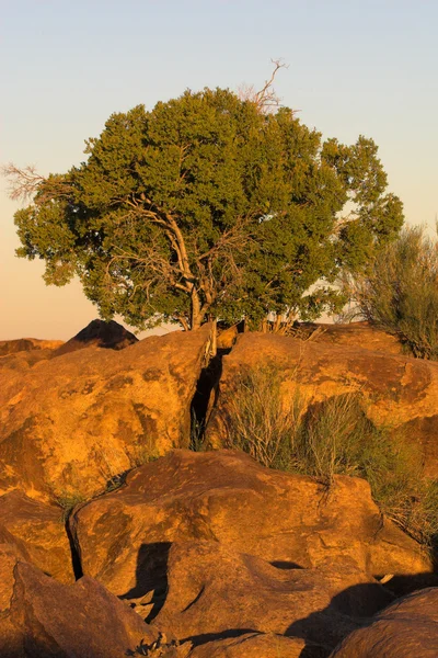 아카시아 나무 — 스톡 사진