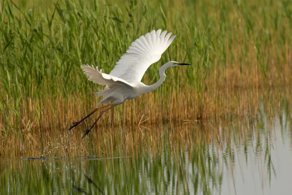 Great egret — Stock Photo, Image