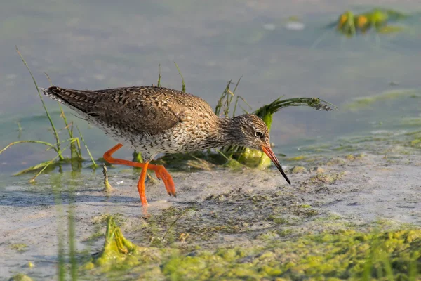 Bir redshank portresi — Stok fotoğraf