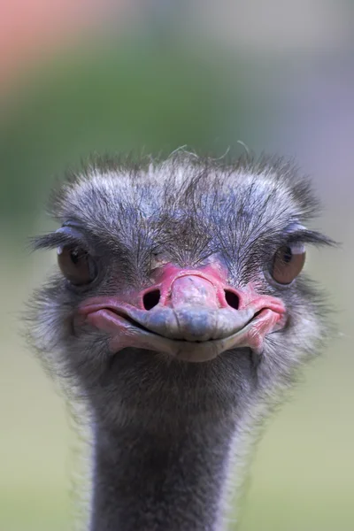 Portret van een struisvogel — Stockfoto