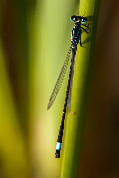 Closeup dragonfly — Stock fotografie