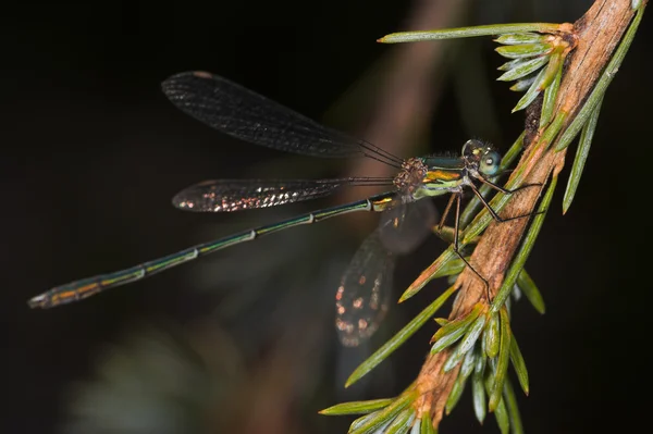 Closeup dragonfly — Stock fotografie